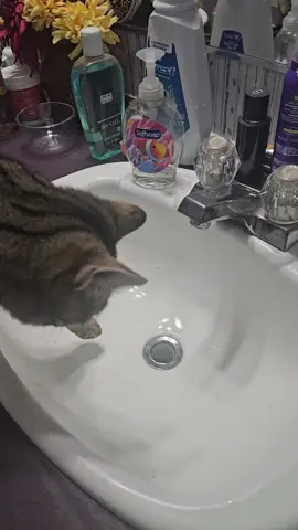 She said COME AT ME BRO!!! #catsoftiktok #sillycat #funnycat 