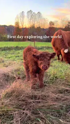 Momma is keeping a short leash on this one! #millcreekfarmstn #tennessee #highlandcattle #foryoupage #newbaby 