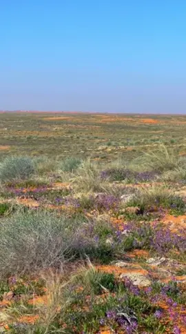 #ربيع الدهناء#fyp #f #اكسبلورexplore 