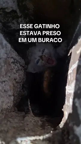 Quer continuar acompanhado a saga do gatinho? Comenta aqui pra eu saber se faço mais vídeo contanto sobre o Diego e a adaptação dele 👇 #gato #resgateanimal #proteçãoanimal 