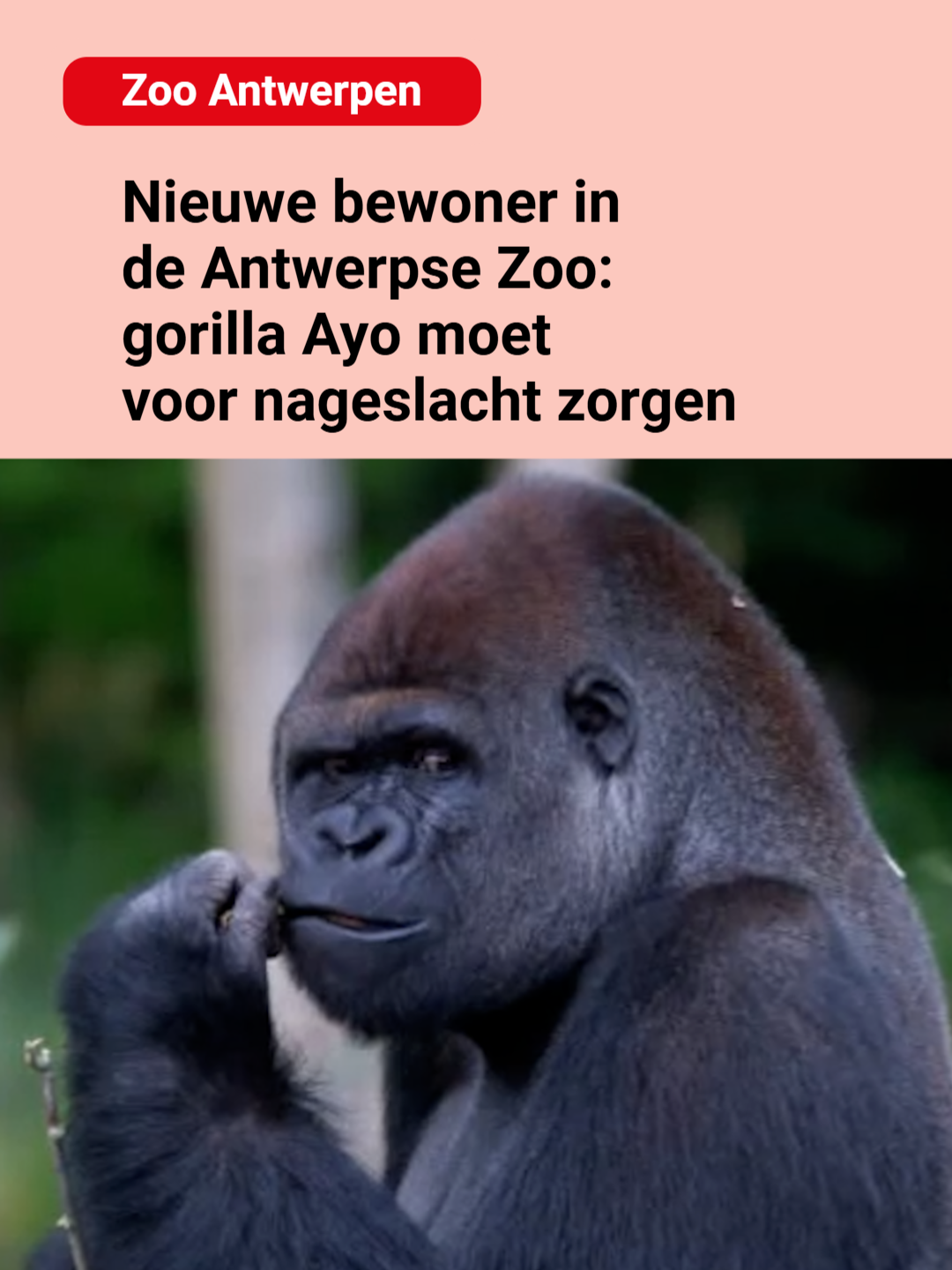 In de Antwerpse Zoo is er een opvallende, nieuwe bewoner: de gorilla Ayo. Hij moet in Antwerpen mee voor nageslacht zorgen. #gva #nieuws #voorjou #vjp #antwerpen