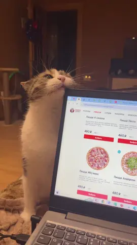 Преступление и наказание  #кошка 