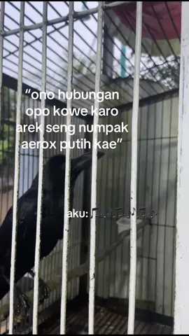 🤭😘 #andikaaripradana #andikagwsm #gwsm #kusumawaraofficial #magelang24jam 