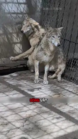 🐼 Kỳ Tích Bảo Tồn Ở Chimelong Safari: Biến Loài Nguy Cấp Thành Sản Xuất Hàng Loạt #khampha #thuvi #dongvat #sothuvuinhon #fyp 