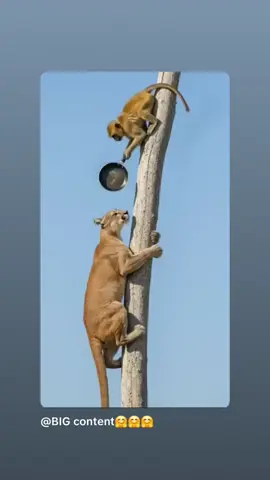 #تفراوت#💐تزنيت💐اكدير💐بلجيكا🇧🇪فرنسا🇨🇵 