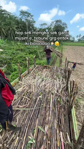 pusingg #fyp #foryou #tebumalangselatan #tebubalap #fgmjgroup 