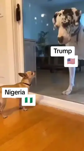 Nigeria vs Trump#fyp 