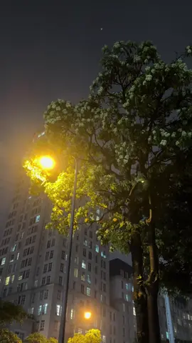 Bạn có thích ngắm và ngửi mùi hoa sữa không.! #langthangpho🍀🎼🍀 