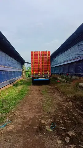 tiap hari nyengklak trs🥵 #fypシviral #ayambalapcomunity🐔 #drivermuda😎💕 #solidaritastanpabatas🤝 