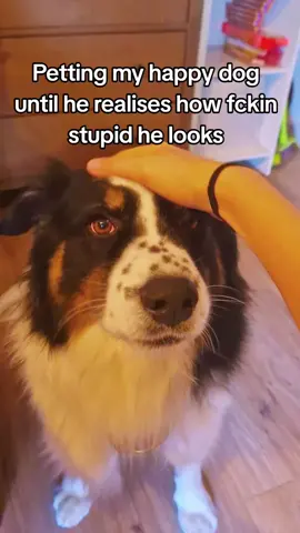 that’s my littlr baby #australianshepherd #xyzcba #fyp #dogsoftiktok #aussie 