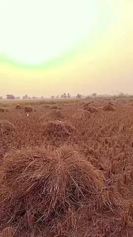 #full #trending #foryoupageofficiall 