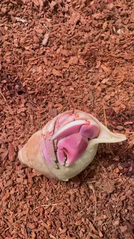 #PetsOfTikTok #fyp #foryoupage #pet #petlovers 