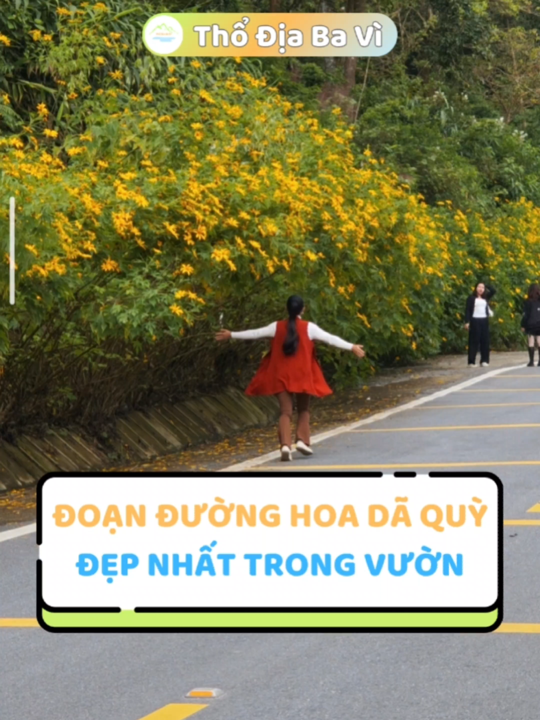 Cập nhật hoa dã quỳ đẹp nhất cao độ 300m trong VQG Ba Vì _________________ #hoadaquybavi #hoadaquy #thodiabaviofficial #thodiabavi #vuonquocgiabavi 