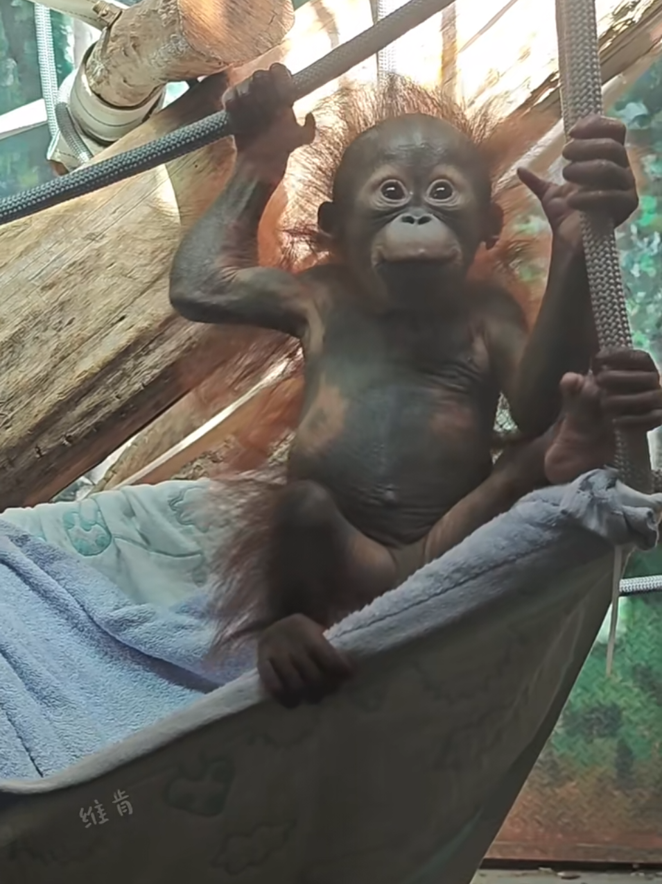 😂😂😂 #khoanhkhacdangyeu #petcute #khỉ 