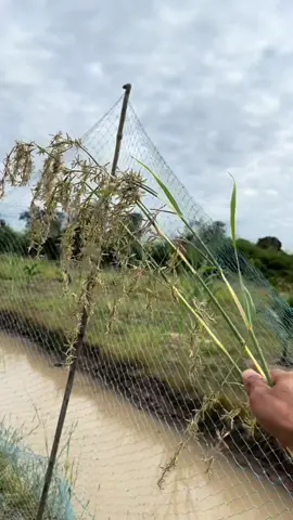 ทุกคนเคยเห็นไหมครับดอกตะไคร้แบบนี้ #เว้าแล้วกะไป #ເວົ້າແລ້ວກະໄປ #ຂື້ນຫນ້າຟິດແນ່ເດີ້ 