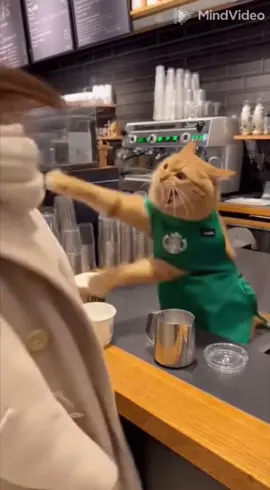 #AIvideou #funnyanimals #catmeme #lolmoment 