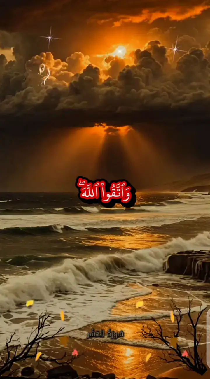 القارئ /محمد الفقيه 