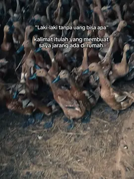 #CapCut  #bebekgenk_  #peternakbebek  #cahangonbebek  #bosbebek 