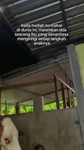 kasih sayang seorang ibu🤗 #fypシ゚ #fypp #berandatiktok #berkahpesonalembufarm #lancarrezeki 