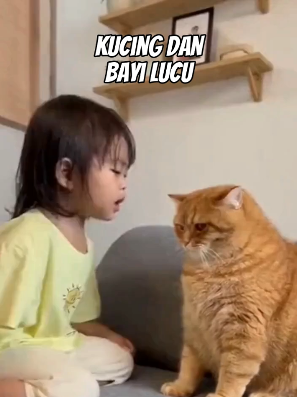 Kucing Dan Bayi Lucu  #kucingdanbayilucu  #kucinggemoylucu  #kucingviral #viral #fyp 