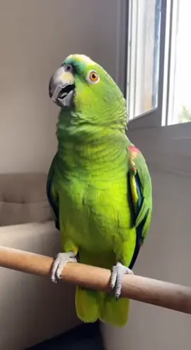 O papagaio que mandou o entregador falar baixo Um entregador tenta fazer uma entrega tranquila, mas o papagaio da casa não gostou do barulho. O resultado? Uma discussão hilária sem nem precisar abrir o portão! #PapagaioFalante #HumorBrasileiro #VideoEngraçado #IARealista #Comédia  