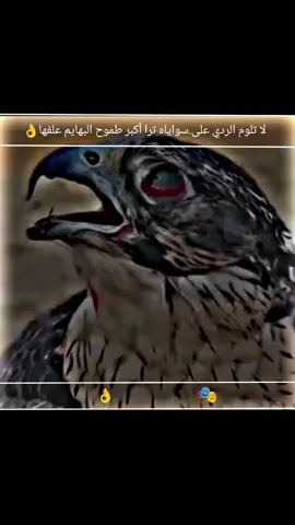 #عبارات_جميلة_وقويه😉🖤 #تصميم_فيديوهات🎶🎤🎬 #تصميمي🎬 #تصاميمي #عباراتكم_الفخمه📿📌 