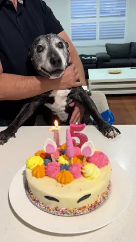 15 years of loving you my snowy faced Bubba!  PS get yourself a husband that will hold your puppy while the whole family sings happy birthday, blow out her candles and clap her paws 😂 #staffy #staffysoftiktok #staffordshirebullterrier #seniordogs #snowyface 