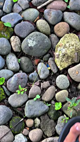 Absen bolo dari kota mana saja #magelang24jam #kphgank🚀 #69gterrgank #suprabapak #kphganksoloraya🚀 #fyp #fyppppppppppppppppppppppp #trending 