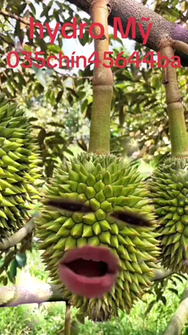 ##xuhuongtiktok #trending #vairalvideo @Giang duong 657 @Giang Duong 