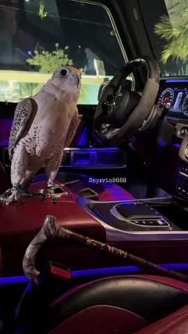 #اكسبلورexplore #الرس #صقر #الرياض #حر 