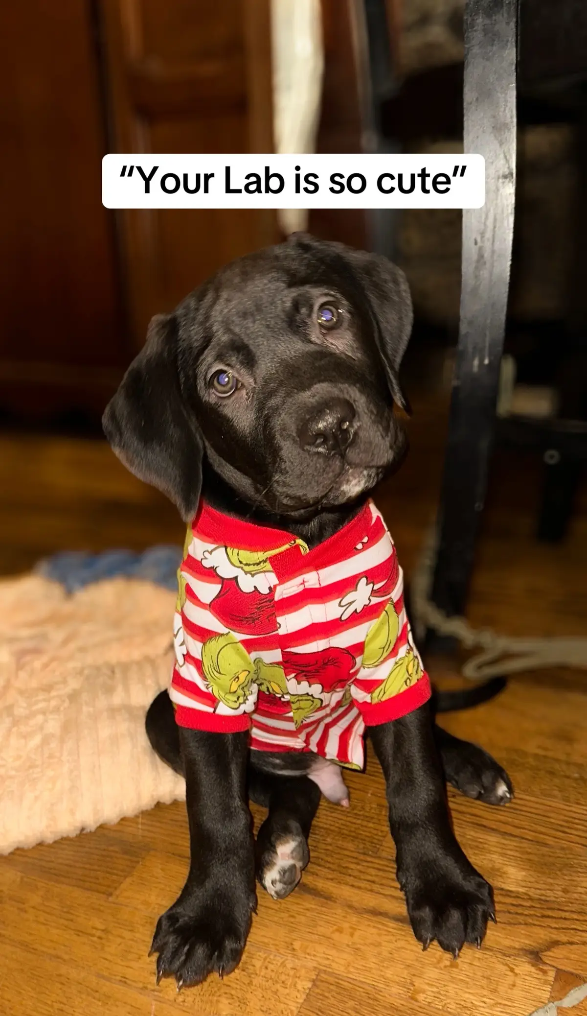 The big floppy ears and black must be what gives him his lab look 😅  #canecorso #canecorsomix #dogsoftiktok #embarkvet #embarkbreedreveal 
