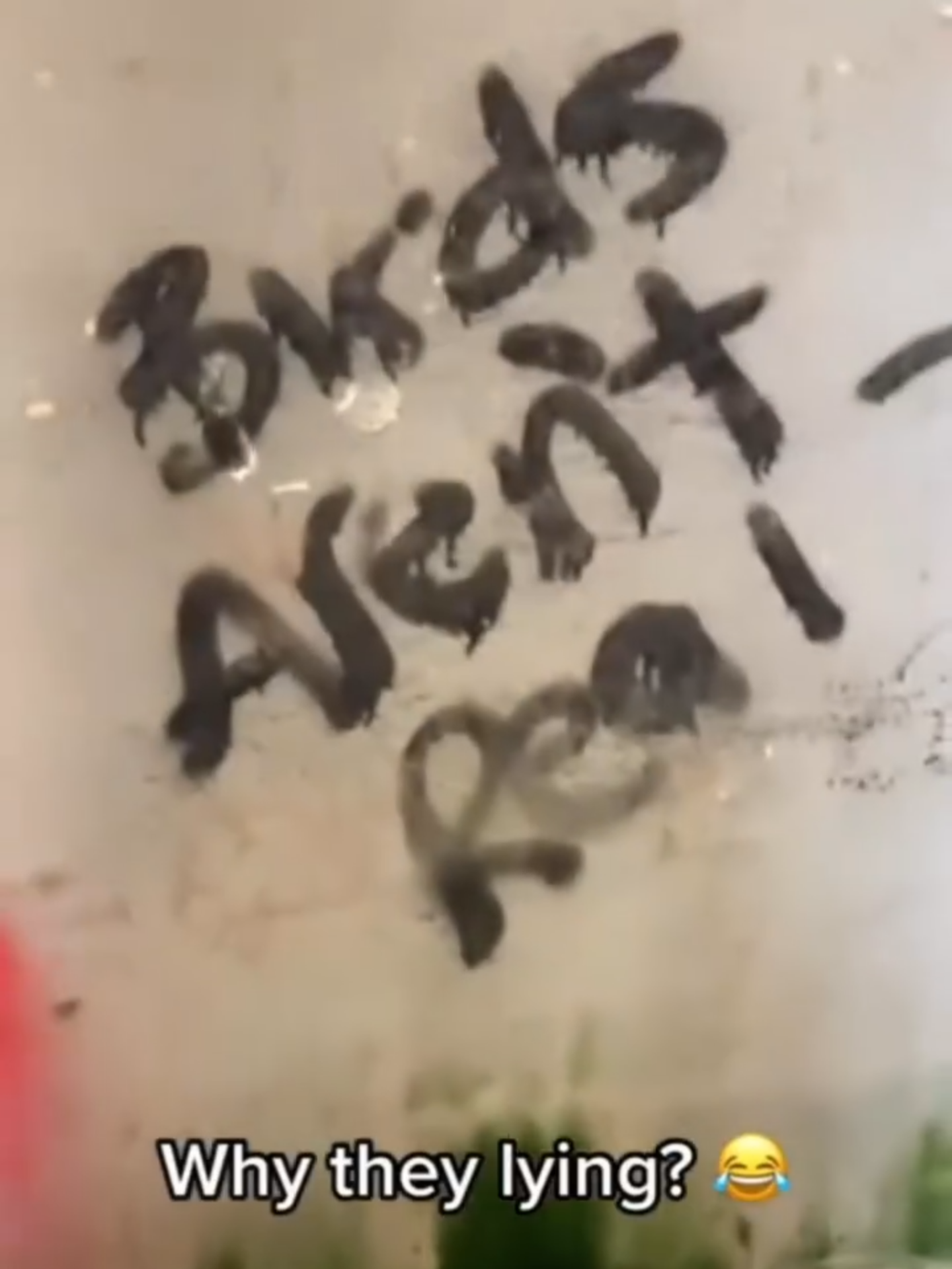 Dubstep Birds..#dubstep #ravetok #riddim #excision #crankdat #lostlands #edmtiktok