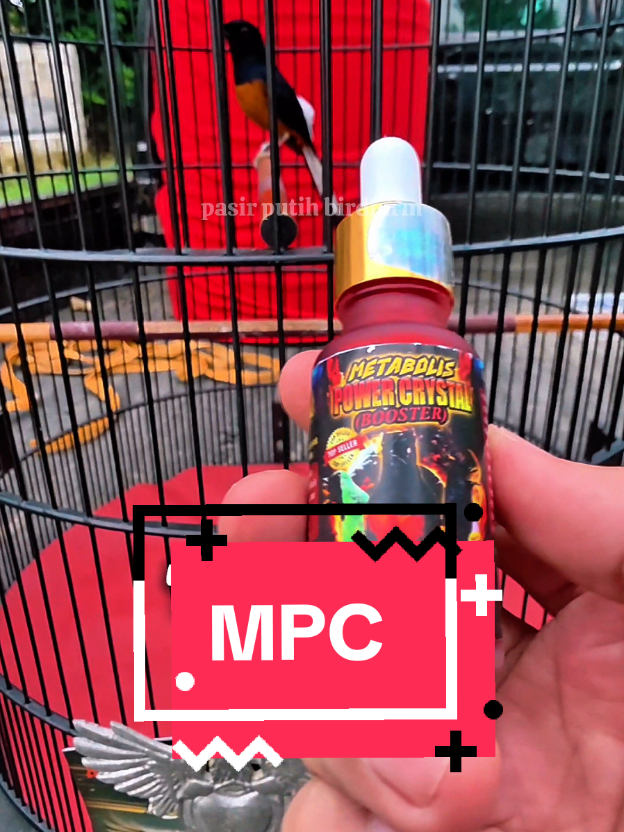 Setingan murai batu lomba dan rawatan burung macet bunyi #muraibatugacorjuara #muraibatumacetbunyi #pancinganmurai #menaikkanmentalmurai #muraibatumania 