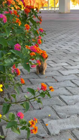 🤎🫠…#fypシ゚ #viral #tiktok #foryou #selwa🦋 