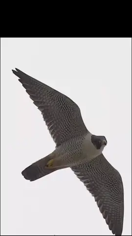 #foryou #foryoupage #unfrezzmyaccount 