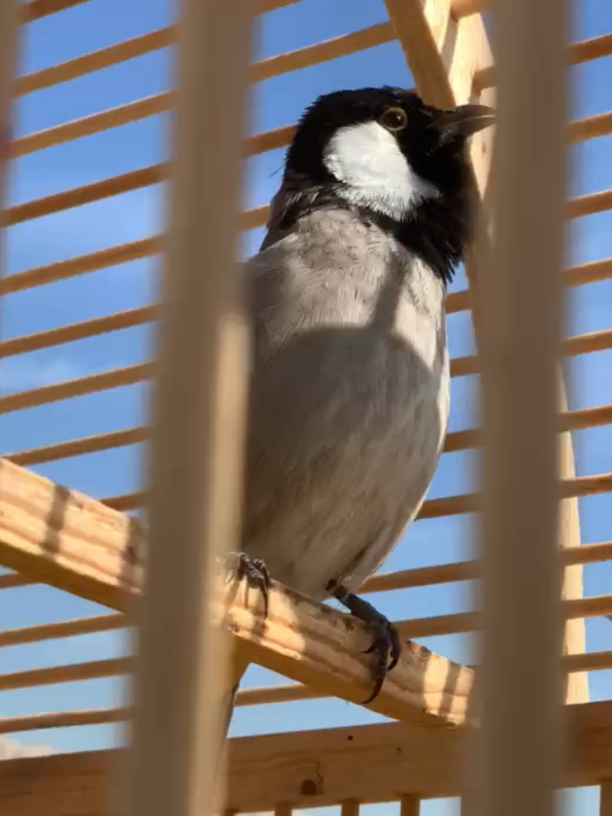 تغريد بل عراقي ب احسن تغريد تبارك الرحمن اسمع الحنجرة مالته شكد ثقيل و خشن ماشاءالله ماشاءالله ❤️. ......... ..... .. #بلبل_دهوك #بلابل_يوسف_مزيري #بلبل_عراقي_ابيض_الخدين #اجمل_بلبل #بلبول 