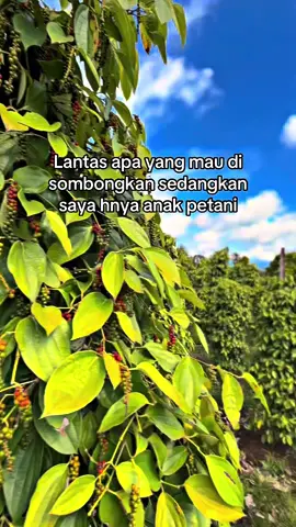 #fyppppppppppppppppppppppp #petaniindonesia🇮🇩🇮🇩🇮🇩🌿🌿 #petanimilenial 