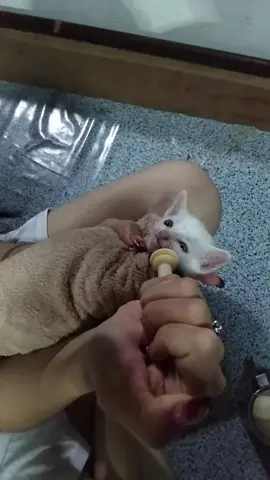 ເດັກຊາຍ ຕາມິວ1ເດືອນ 💞🐈🐈‍⬛