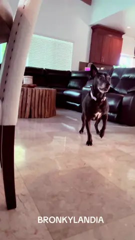 #viralvideo #doghappy #Dios #shop #dogsoftiktok #Bronkylandia #PetsOfTikTok #mydog #mydog 