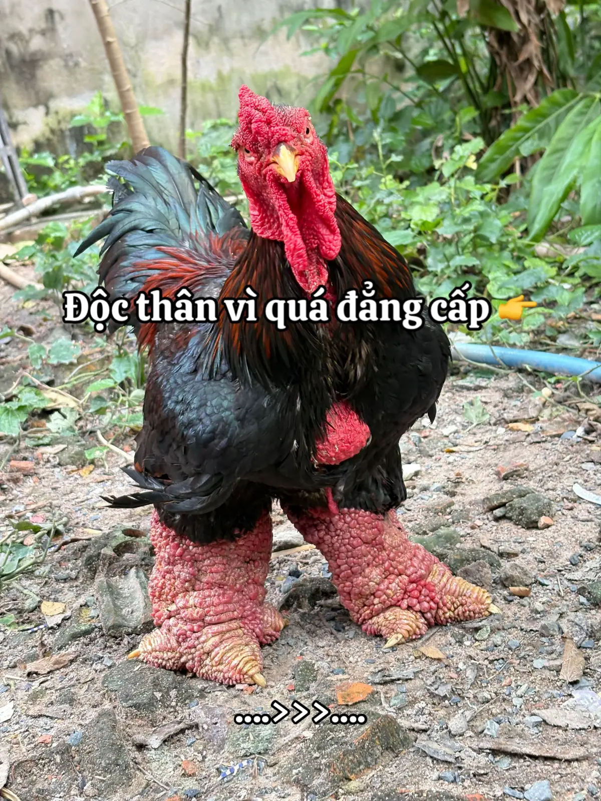 Độc thân vì quá đẳng cấp 👉