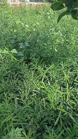 cây giống xáo tam phân  #suckhoechomoinguoi 