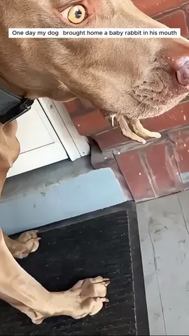 My dog brought home a baby rabbit and I adopted it #animal #animalsoftiktok #animallover #rescueanimals #rabbitsoftiktok 