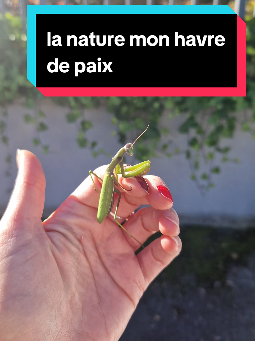 #pourtoi #animaux #nature #paix 