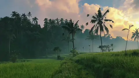 nature | #fyp #foryou #aesthetic #sawah #fypシ゚ 