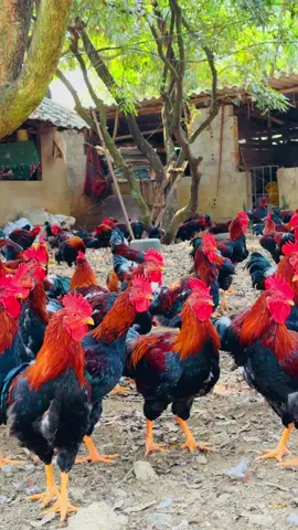 Gà trống lạc thủy 4 tháng tuổi. #gionggalacthuy #garilacthuy #gagiong 