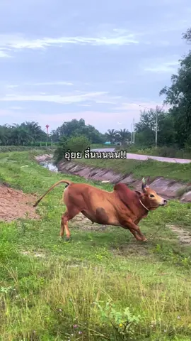 #บังดื้อ #บังดื้อบ่อทอง #บ้านๆแต่ได้ใจ #วัวชน #ฟีดดดシ 
