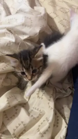 Old draft of my clients kittens #foryourpage #foryou #petsitterlife #catsoftiktok #draftvideo 