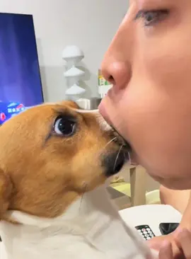 When I suddenly kiss my dog #funnyvideos #dogs #foryou #dogsoftiktok #doglover 