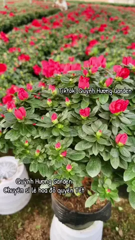 Hoa đỗ quyên sỉ lẻ st@398298665 #hoadoquyen #hoadoquyentet #xuhuong #hoatet2026 #quynhhuonggarden 