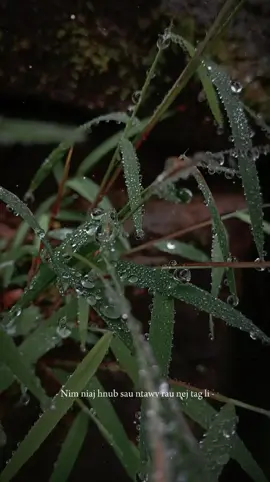 #CapCut Qauv Capcut - Nyiam nyiam nej es Nim niaj hnub sau ntawv rau nej tag li.. #minnminhh #minlumi 